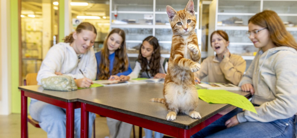 Kat Groen vmbo Vonk Castricum